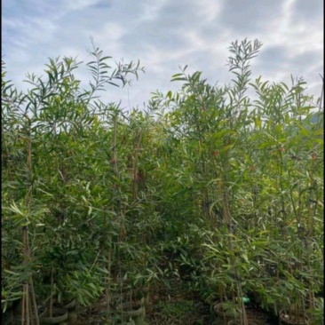 台湾相思
