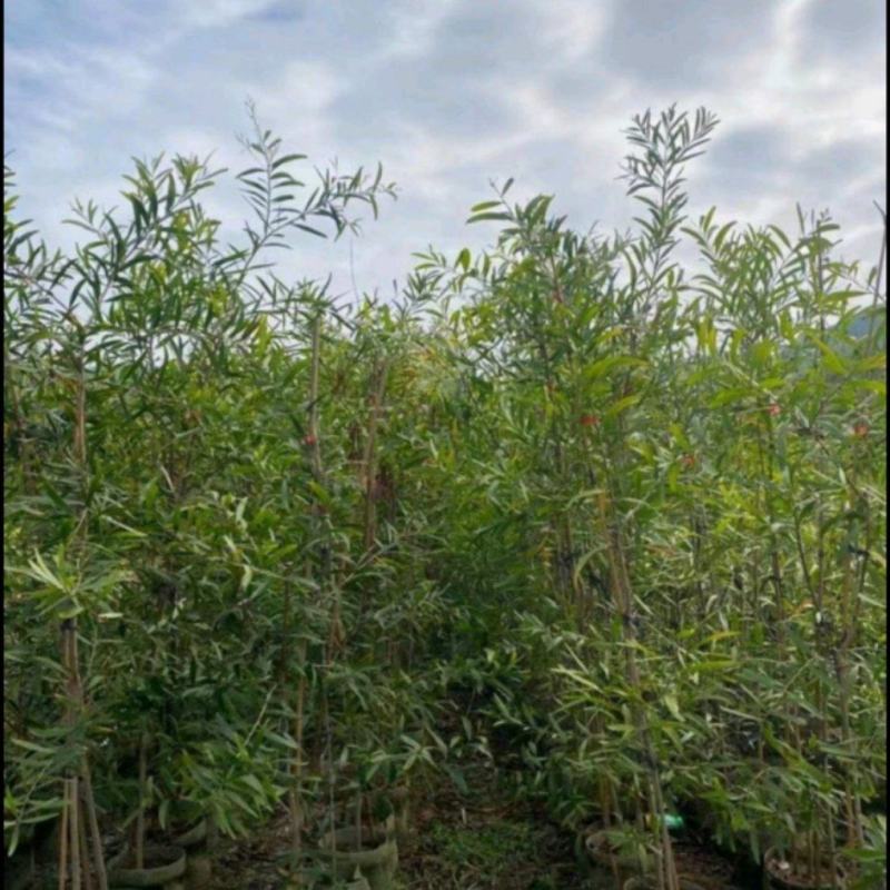 台湾相思