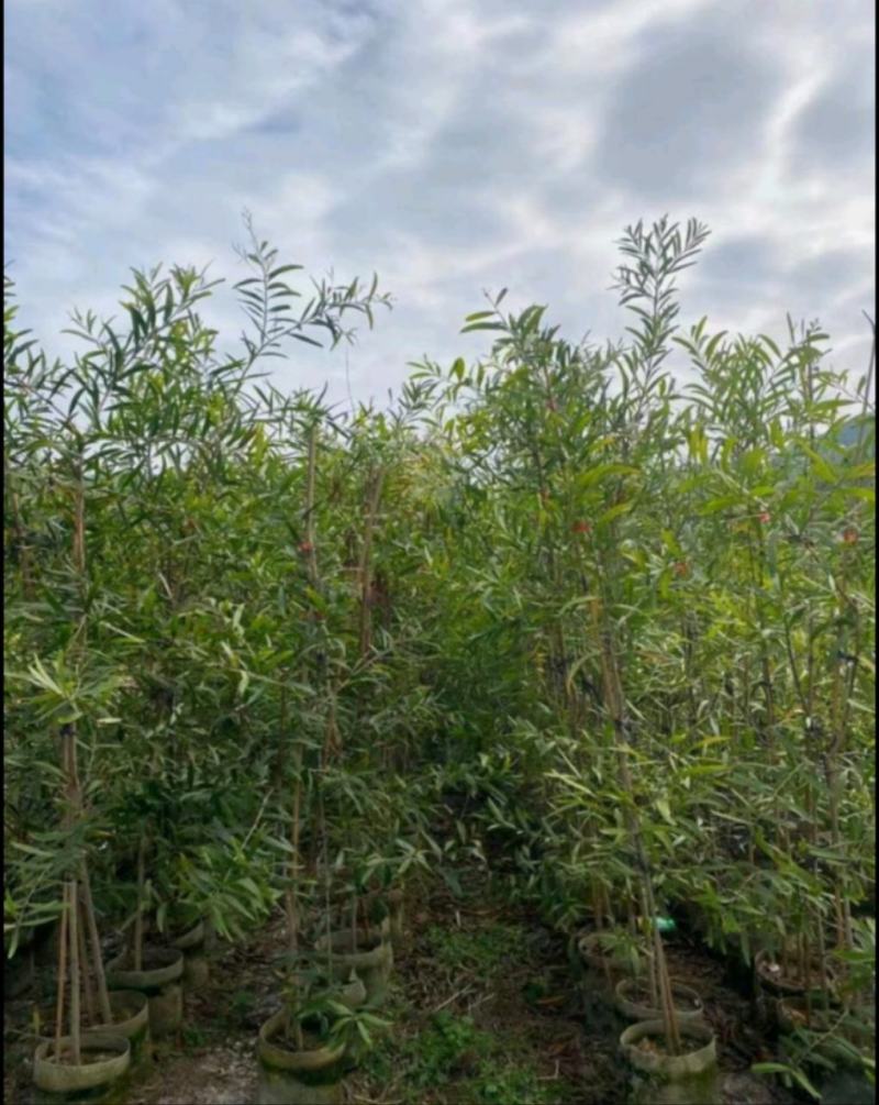 台湾相思