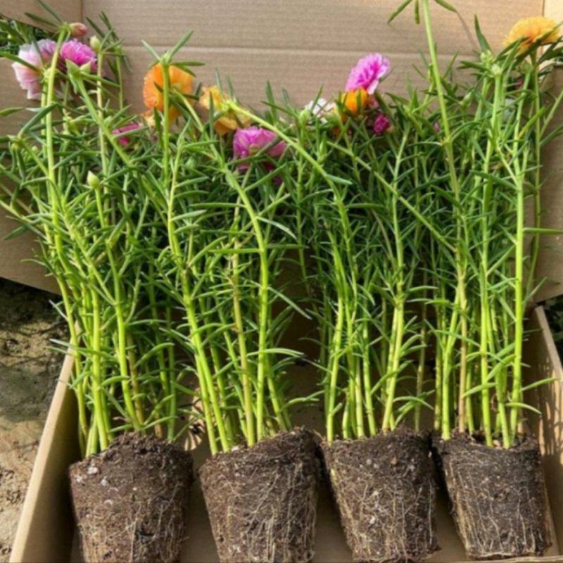 太阳花