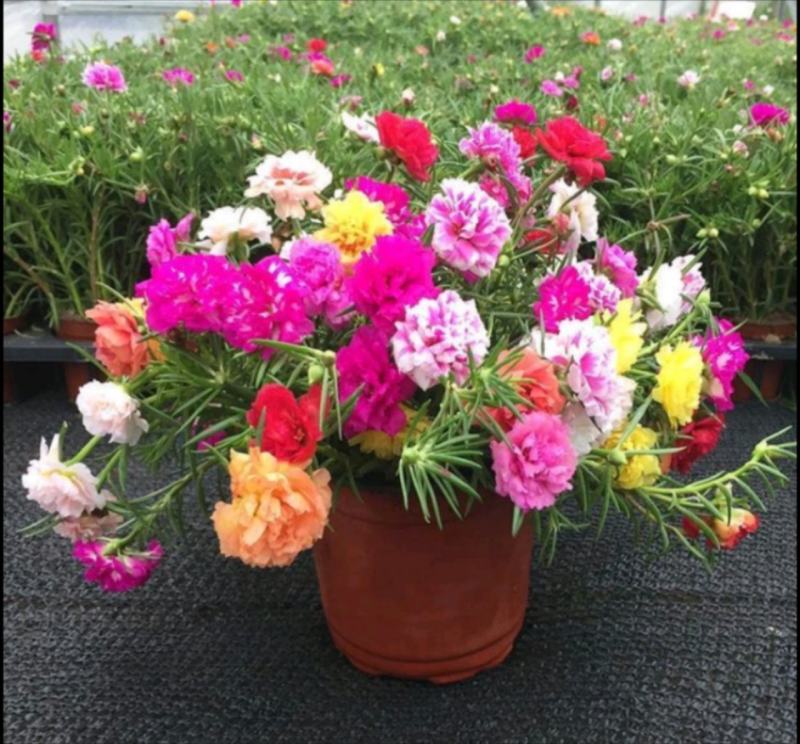 太阳花