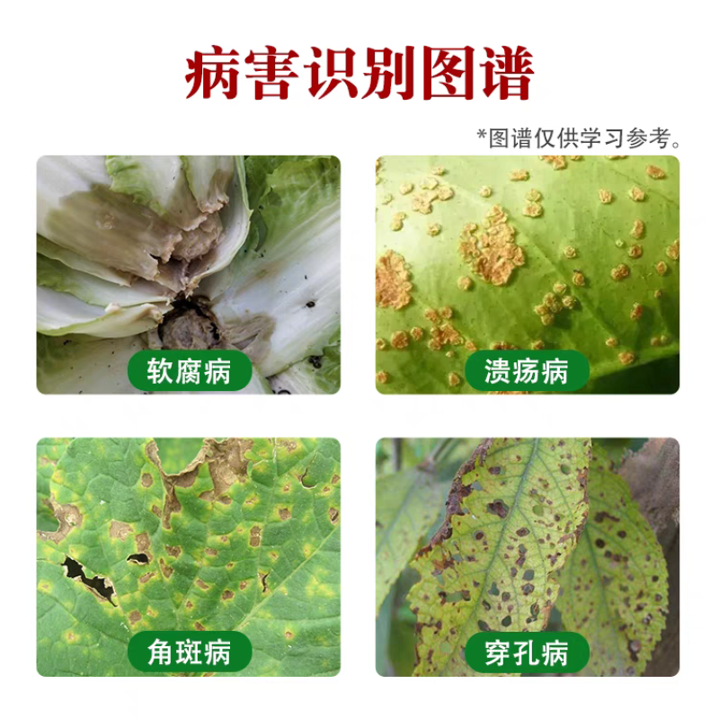 6%春雷霉素叶斑病角斑稻瘟病溃疡柑橘蔬菜软腐细菌病害杀菌