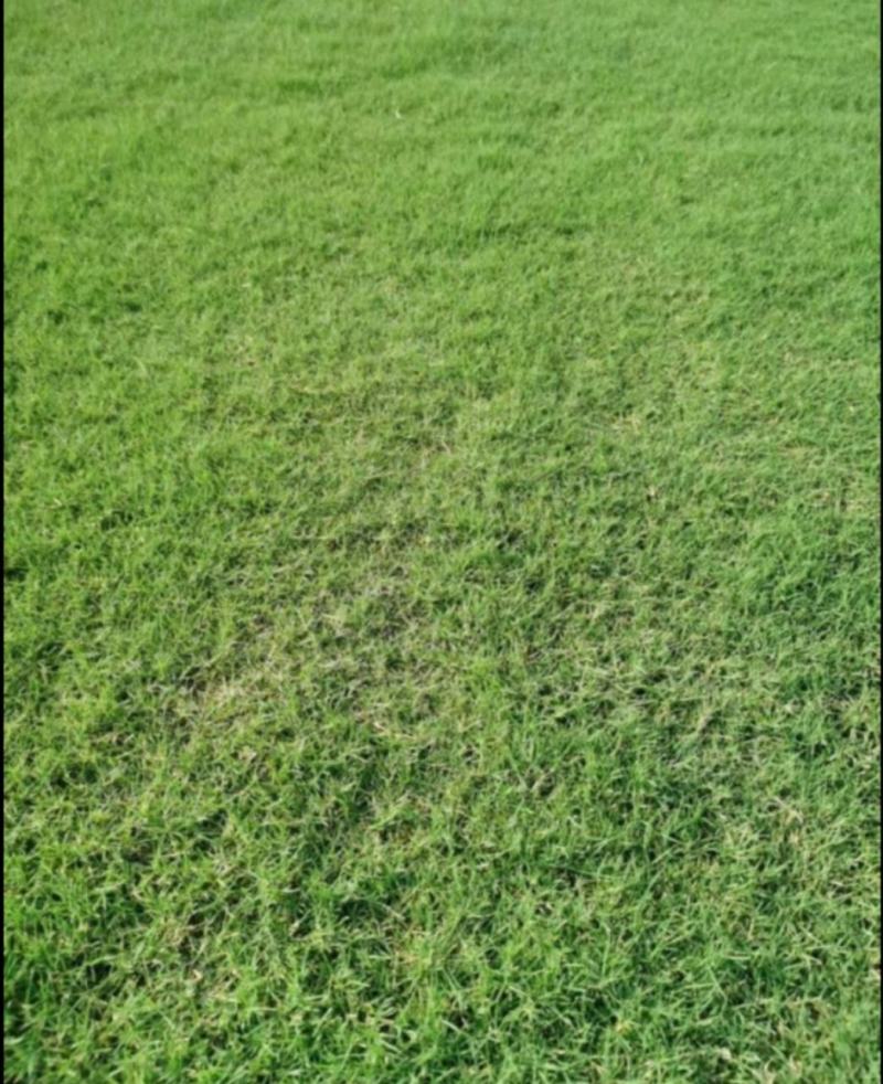 天堂草