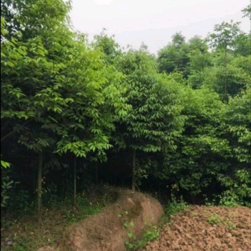 天竺桂