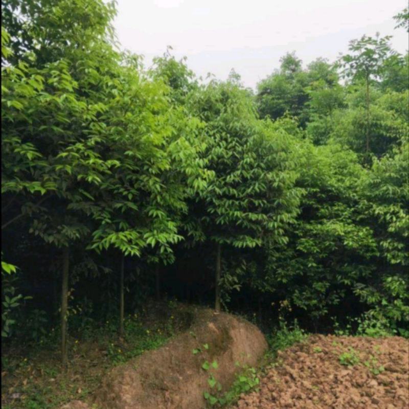 天竺桂