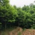 天竺桂