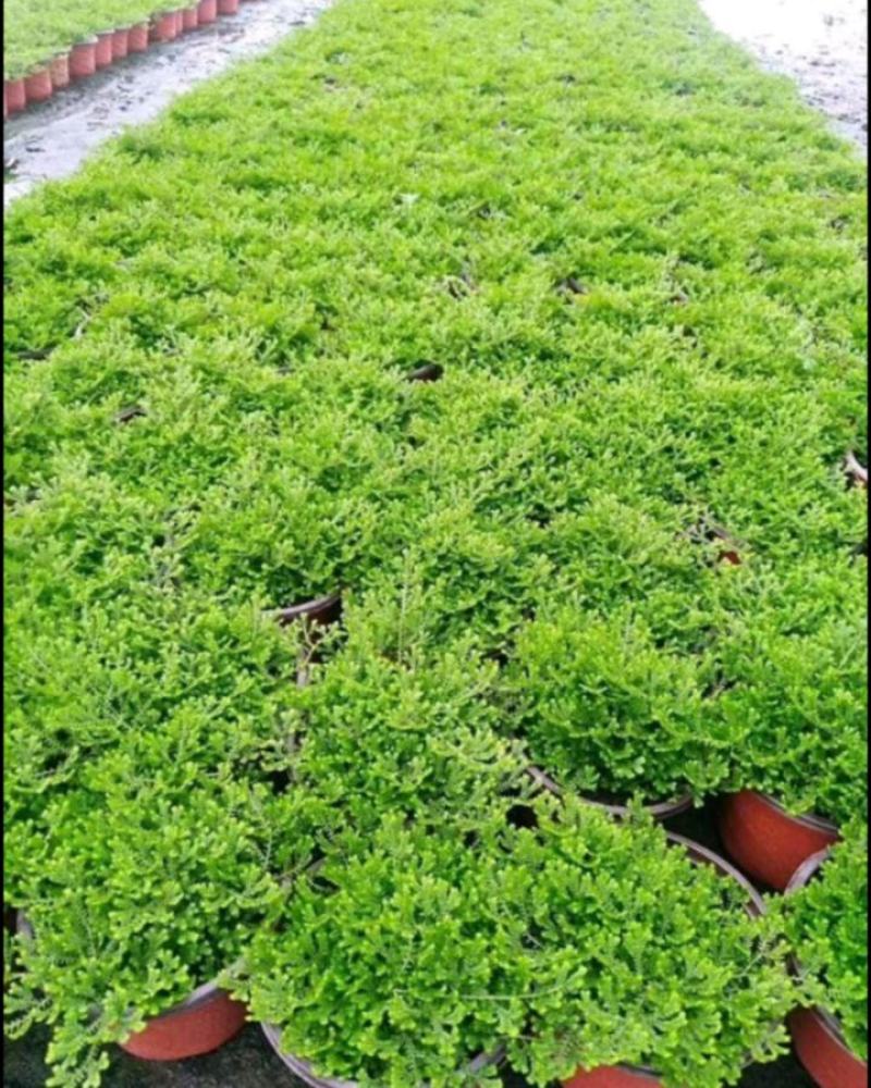 跳舞草