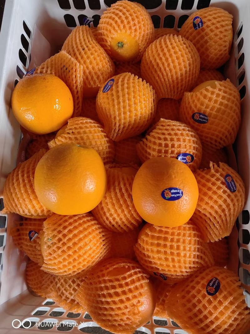 【优质】（秭归脐橙中华红橙伦晚脐橙）对接市场出口电商