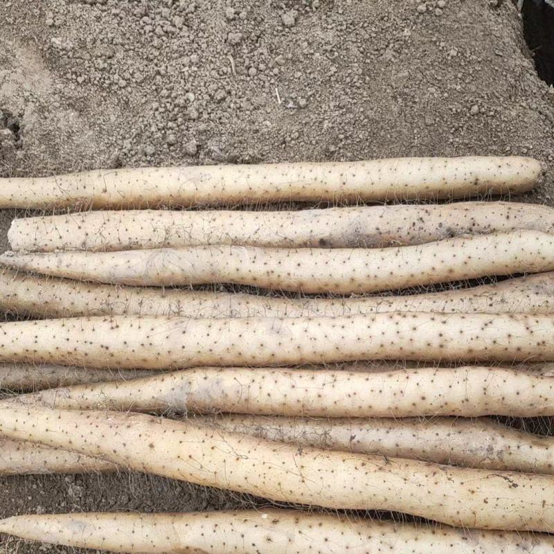 山药种子九斤黄山药产地直发货源充足量大从优欢迎联系