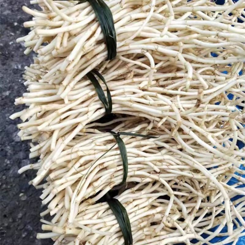 魚腥草新鮮都是現挖發貨的