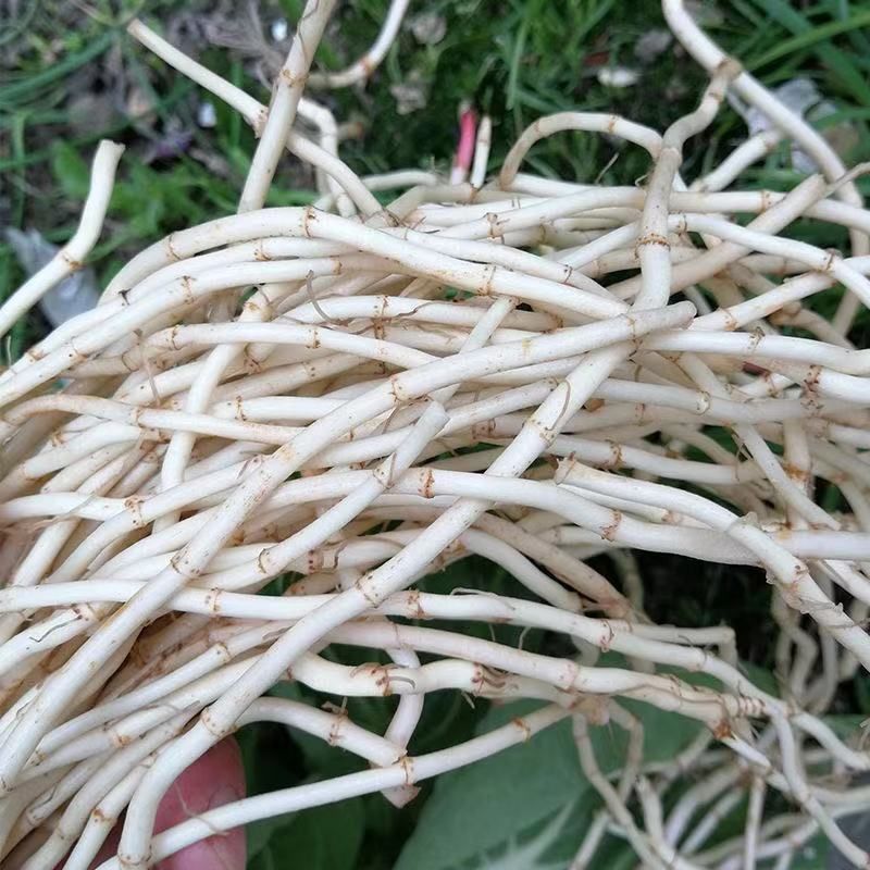 魚腥草新鮮都是現挖發貨的