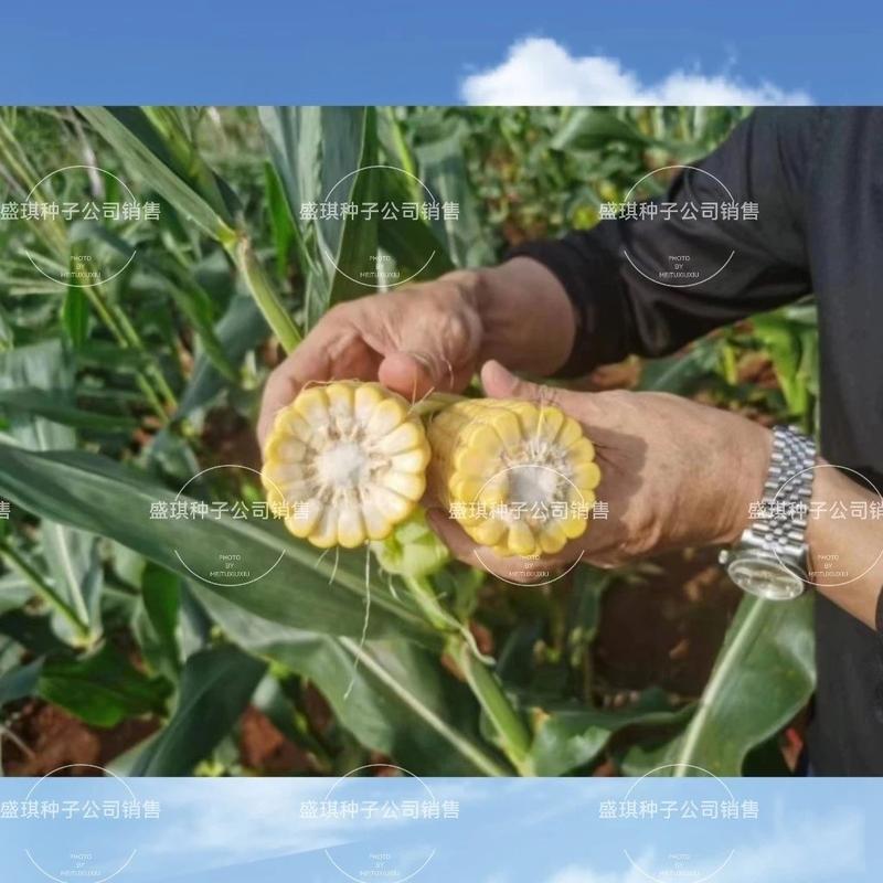 玉农金甜669黄色甜玉米种子适合春季种植审定品种