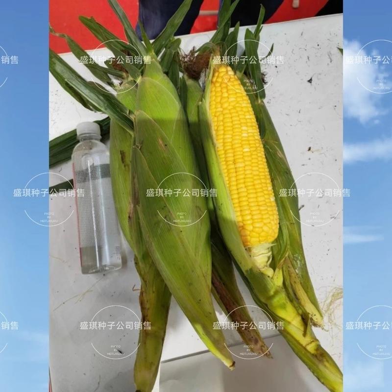 玉农金甜669黄色甜玉米种子适合春季种植审定品种