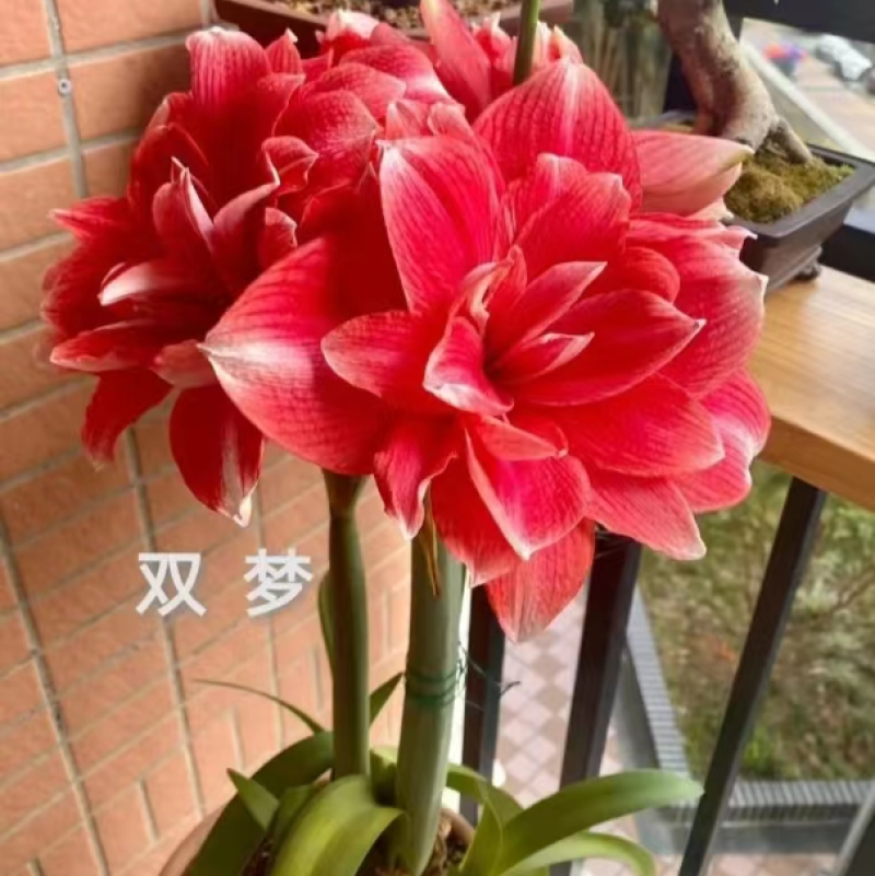 进口重瓣朱顶红花，浓香大花型，多品种优质种球