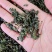 桑叶茶500克包邮桑叶干货花草茶泡水桑叶茶