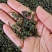 桑叶茶500克包邮桑叶干货花草茶泡水桑叶茶