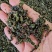 桑叶茶500克包邮桑叶干货花草茶泡水桑叶茶