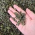 桑叶茶500克包邮桑叶干货花草茶泡水桑叶茶