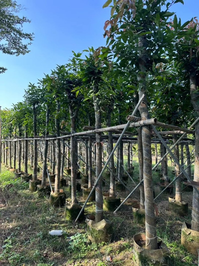 芒果树2-20公分，各规格大量出售，支持视频看货