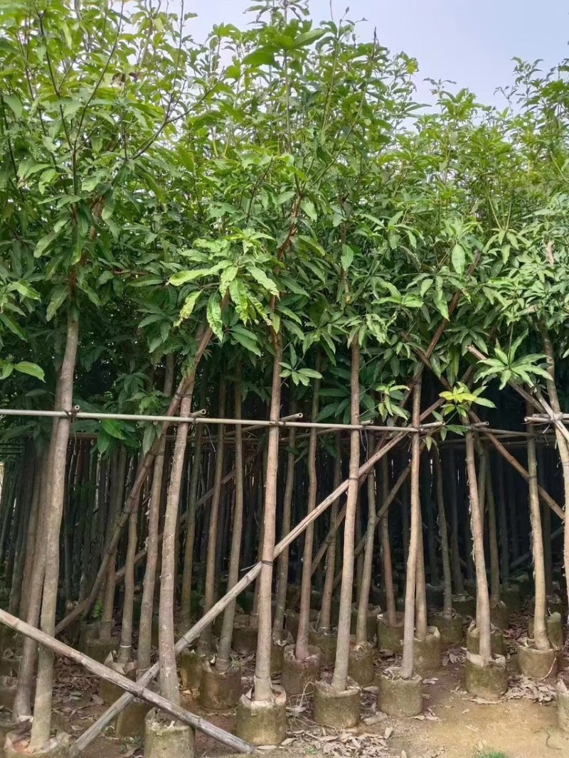 芒果树2-20公分，各规格大量出售，支持视频看货