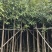 芒果树2-20公分，各规格大量出售，支持视频看货