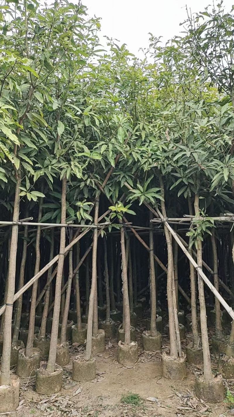 芒果树2-20公分，各规格大量出售，支持视频看货