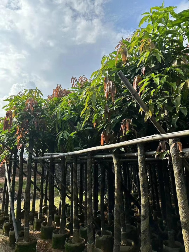芒果树2-20公分，各规格大量出售，支持视频看货