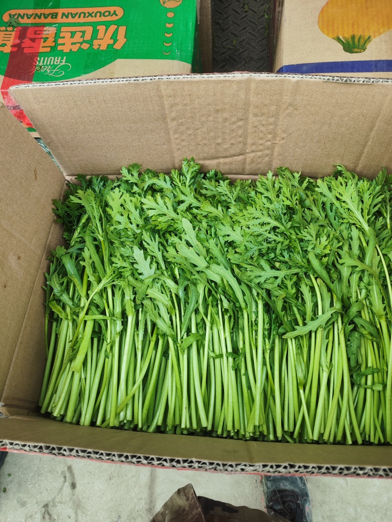 【推荐】江苏茼蒿自产自销货源充足对接商超档口电商团购