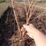 黑加仑苗南北方种植，抗寒耐热，挂果早，好管理