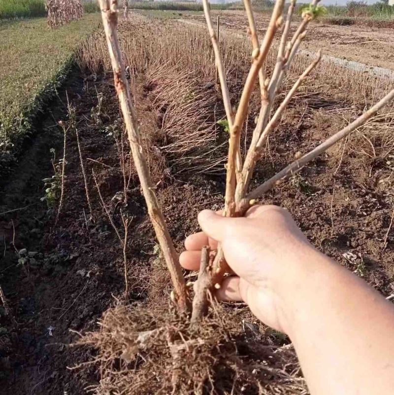 黑加仑苗南北方种植，抗寒耐热，挂果早，好管理