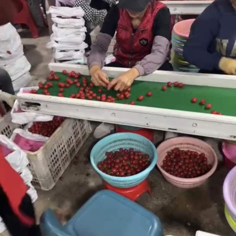 圣女果，甜度高，果靓，质量好，价格便宜，随时联系