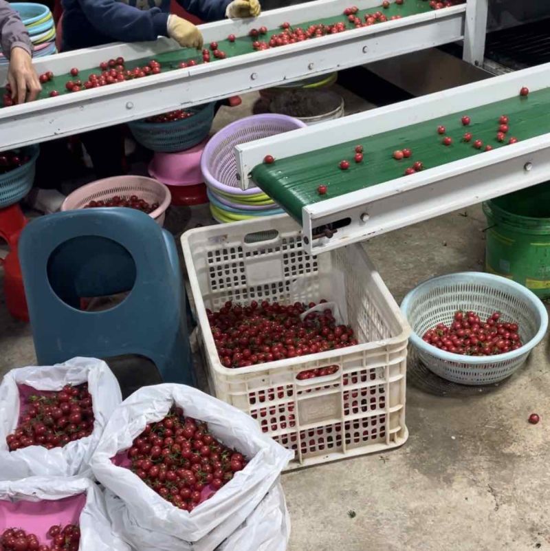 圣女果，甜度高，果靓，质量好，价格便宜，随时联系