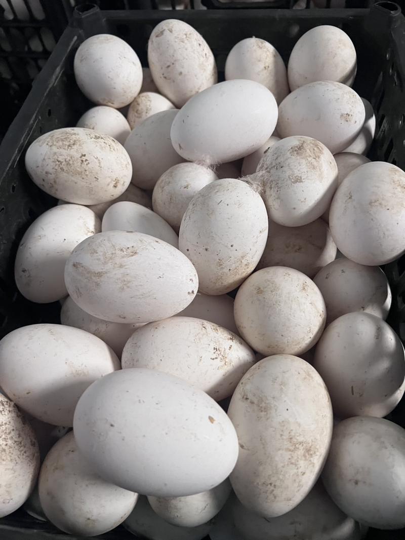 自家散养土鹅蛋，均重均在2.7两以上。
