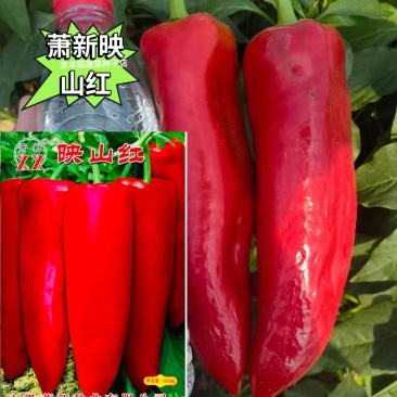 萧新映山红辣椒种子早熟粗长牛角椒种籽中辣青红两用硬果红椒