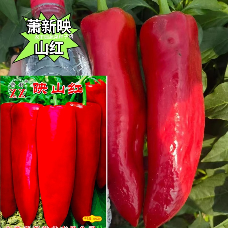 萧新映山红辣椒种子早熟粗长牛角椒种籽中辣青红两用硬果红椒