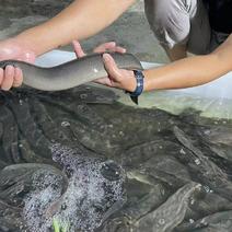 中华大刺鳅