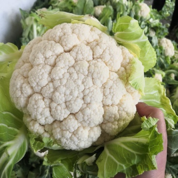 1-3斤菜花，花菜乳白紧花，市场，电商，产地直供全国代发