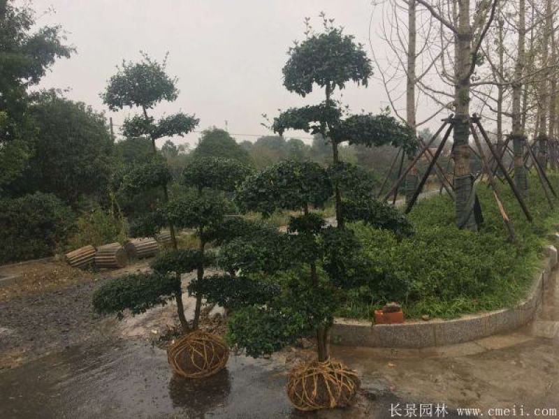 小叶女贞造型树