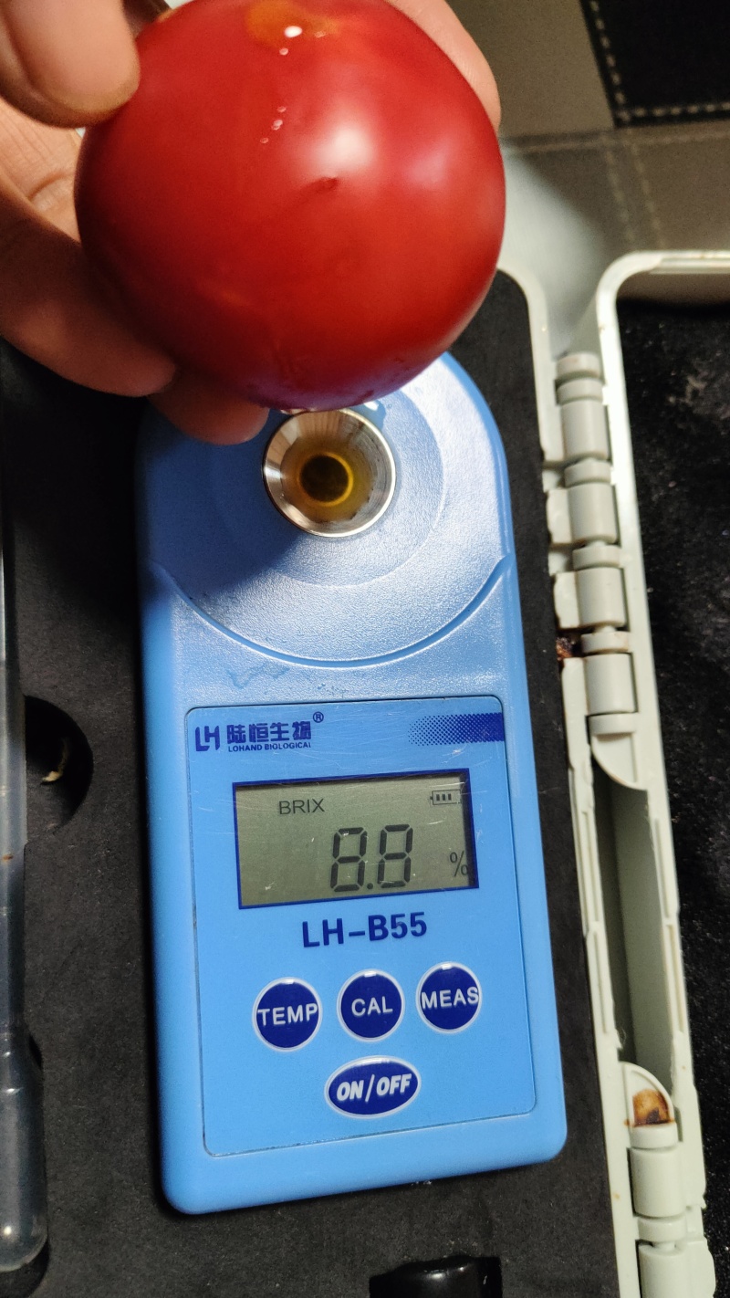 摩卡柿子梅威瑟柿子铁皮西红柿