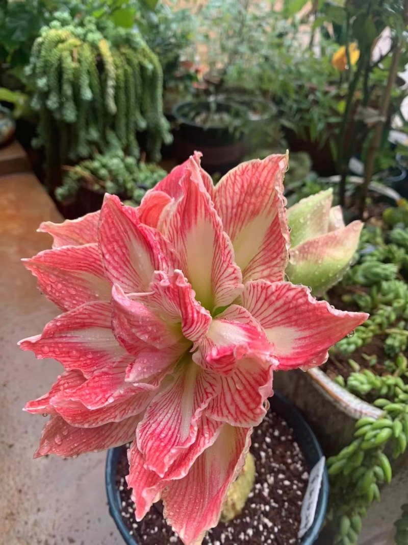 进口重瓣朱顶红花，浓香大花型，多品种优质种球