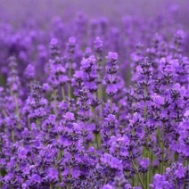 薰衣草