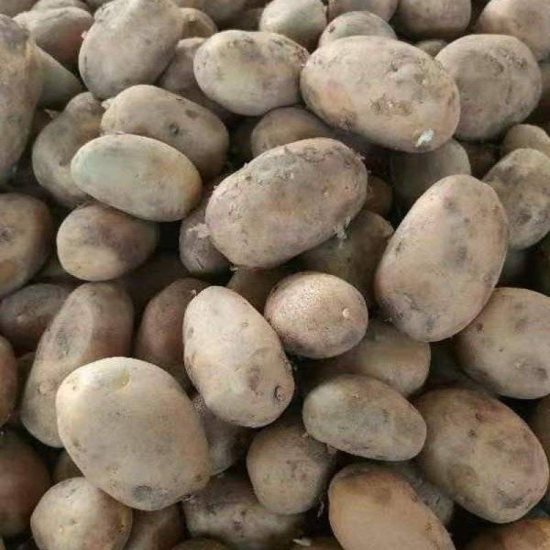 土豆种