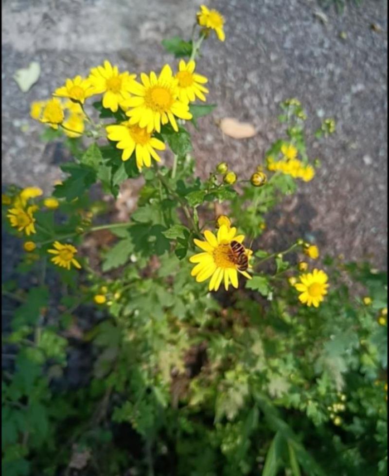野菊花