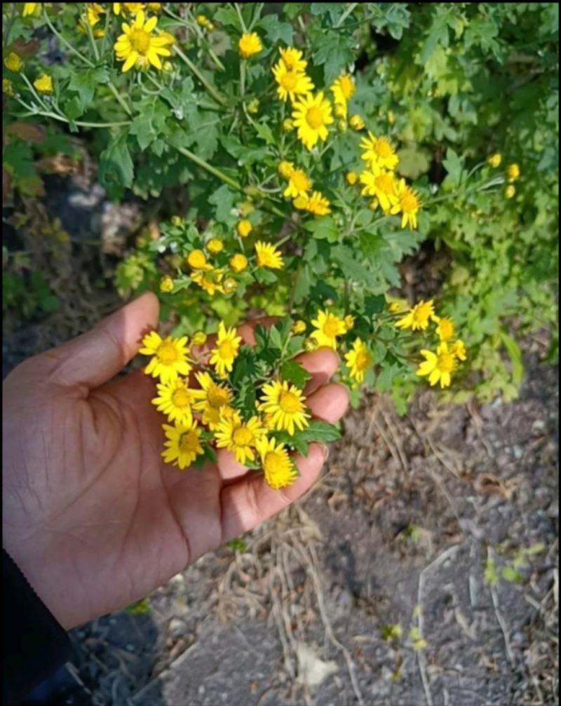 野菊花