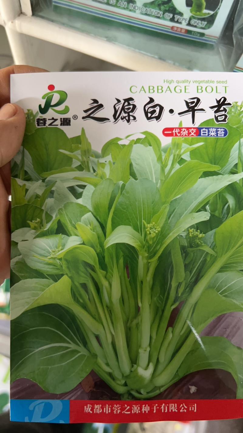 【之源白.早苔】菜苔种子、高产性、抗病性、耐热、早熟性好