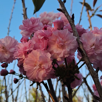 日本樱花，头径2公分-10公分，大量现货出售。