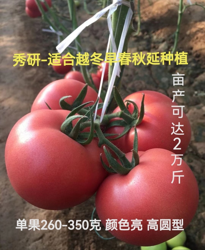 越夏秋延夏研春研早熟品种颜色亮大果产量高抗病毒