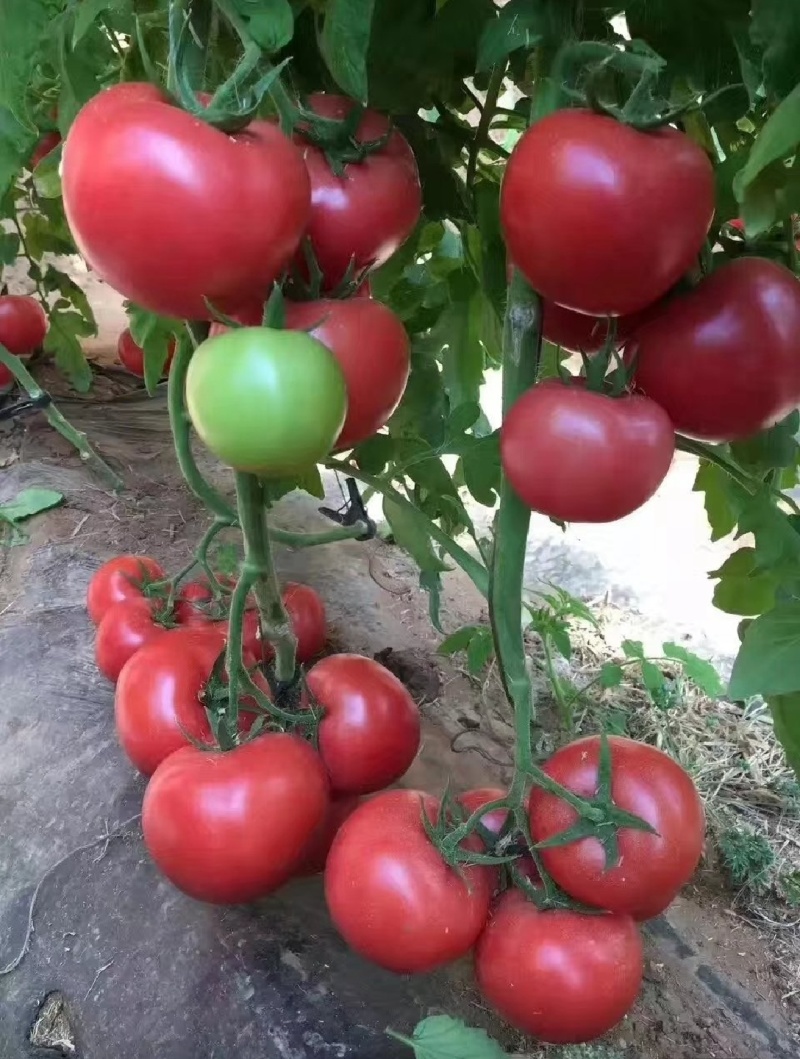 越夏秋延夏研春研早熟品种颜色亮大果产量高抗病毒