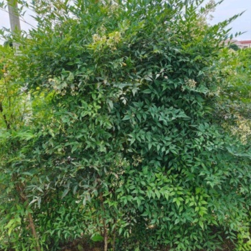 丛生南天竹