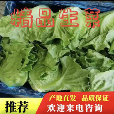 【推荐】精品意大利生菜产地直发价格不高保证质量